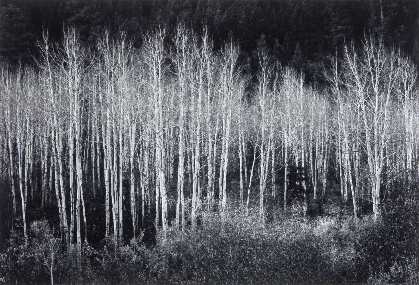 Aspens (no title), Ansel Adams (© The Ansel Adams Publishing Rights Trust)