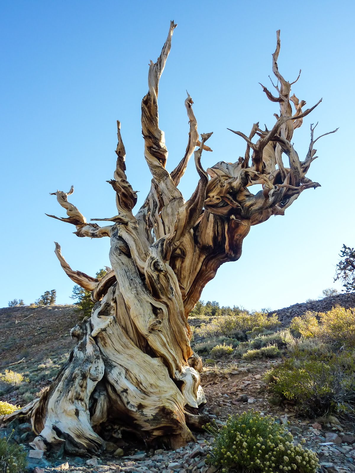 Bristlecone Pine to convert to grayscale B&W